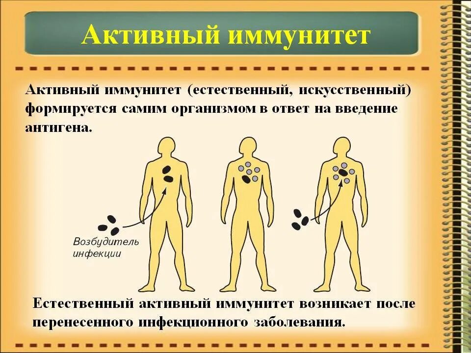 Иммунитет приобретенный в результате введения лечебной. Активный искусственный иммунитет формируется. искусственный активный иммунитет формируется после. естественный активный иммунитет. искусственный иммунитет активный и пассивный.