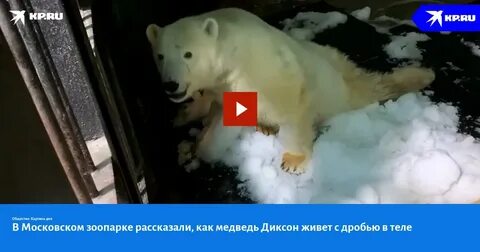 В зоопарке за 4 дня белому