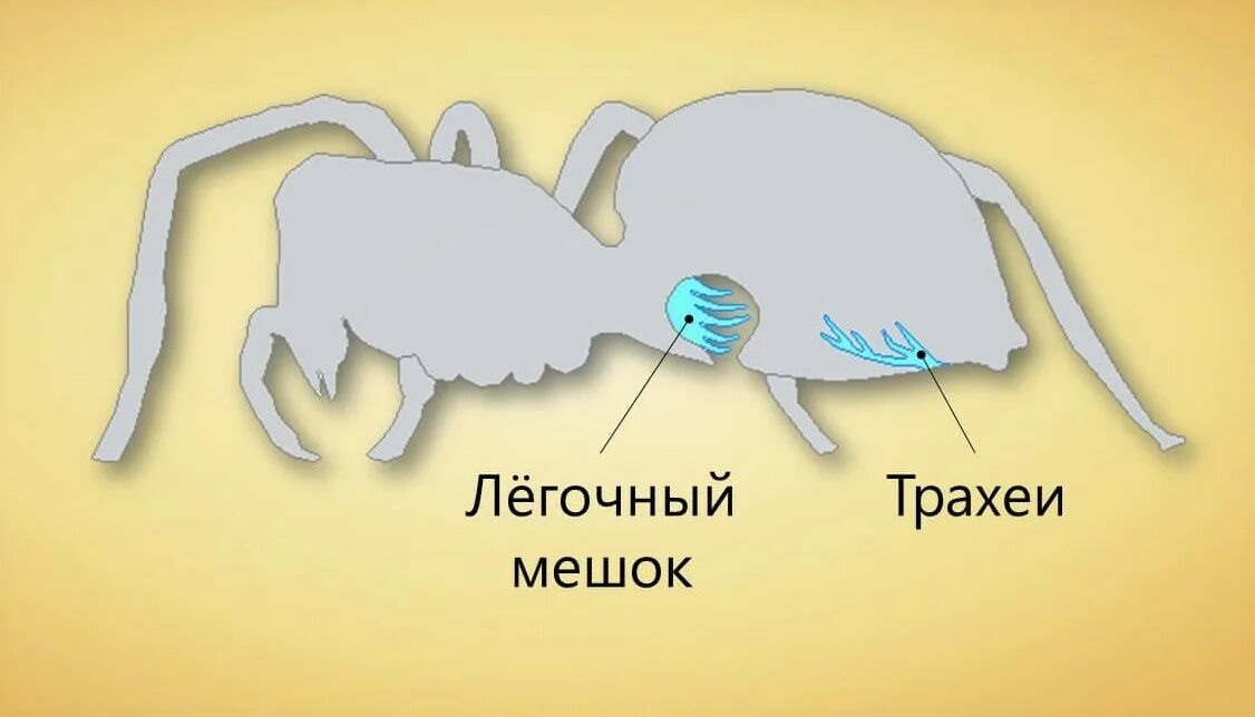 Как дышат паукообразные. Класс паукообразные дыхательная система. дыхательная система пауков. строение дыхательной системы паука. дыхательная система паукообразных 7.
