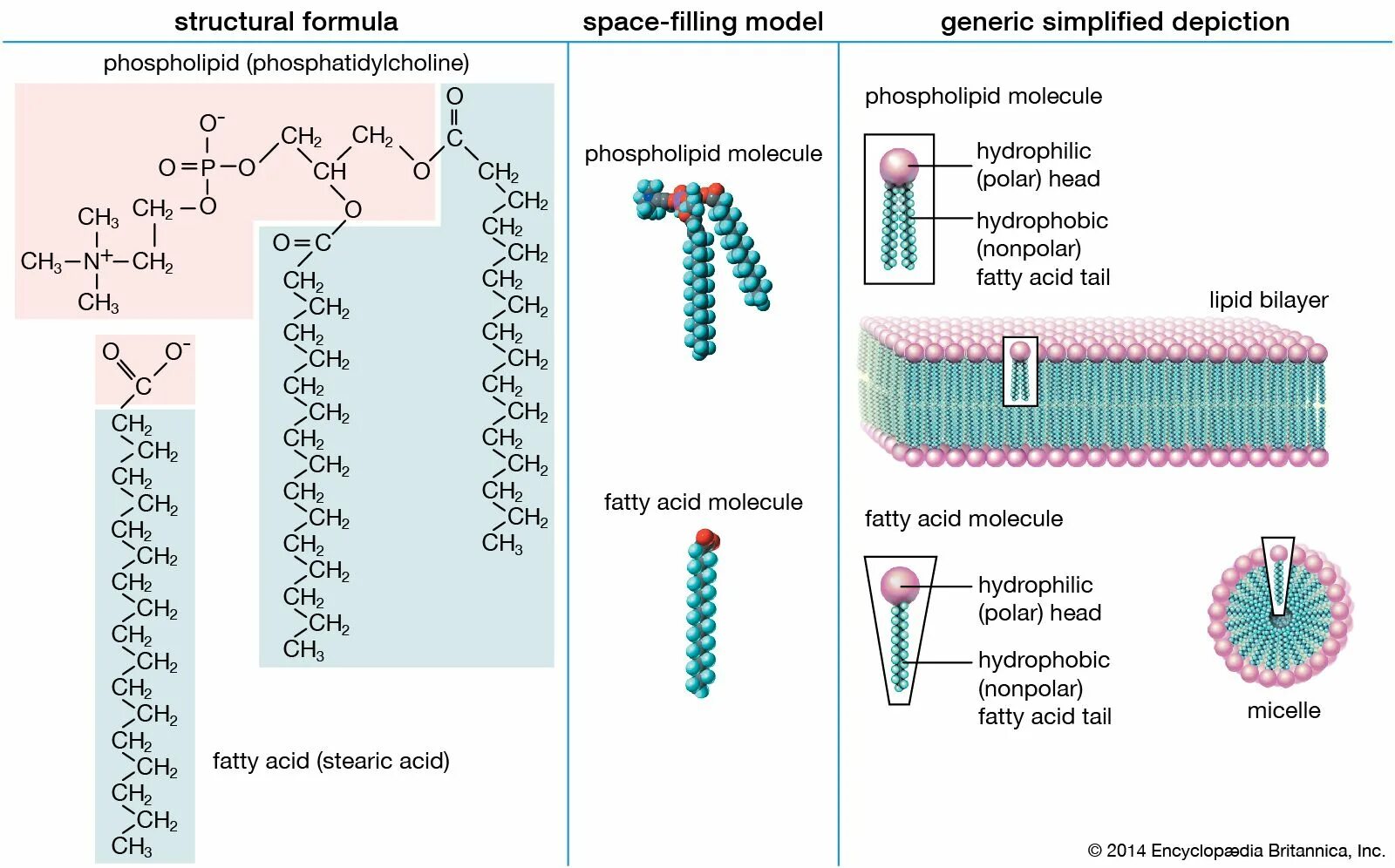 Current structure. Phospholipids structure. lipid structure. structure of lipid lipids. фосфатидилхолин тип липидов.