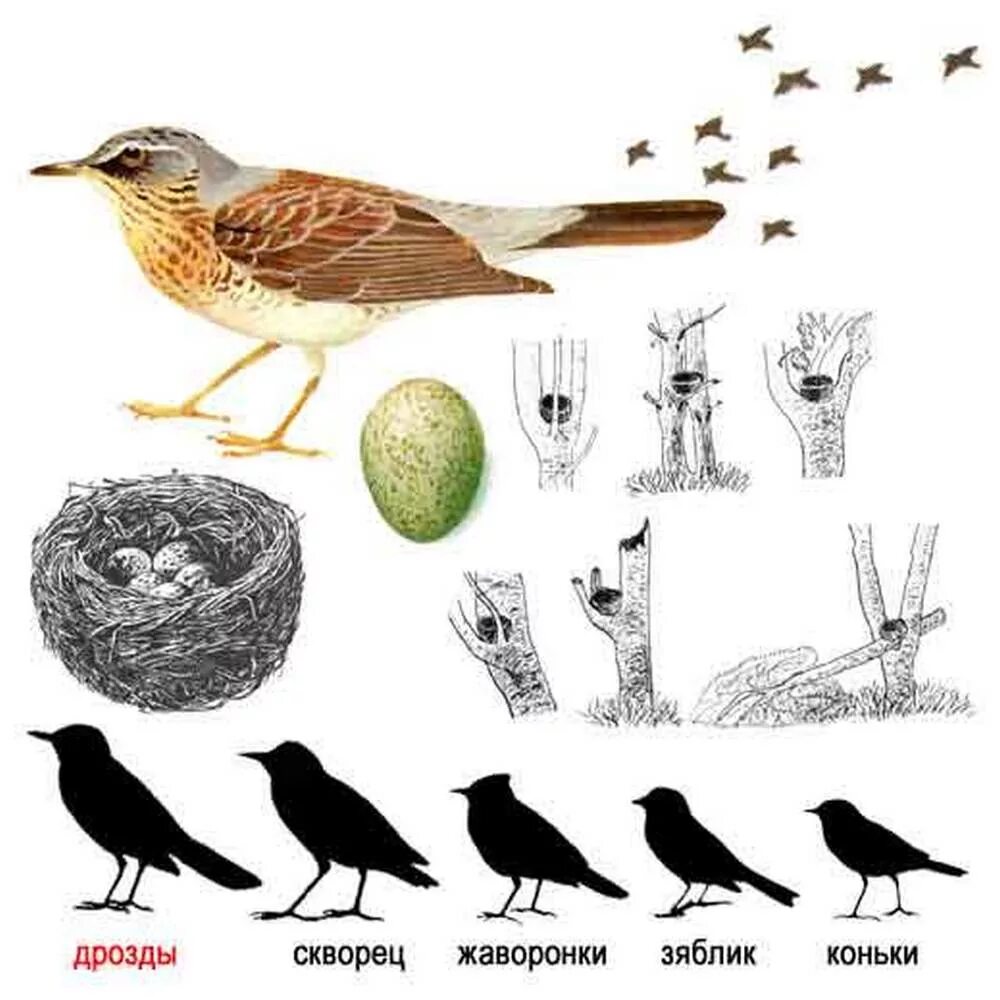 Известно что белобровик перелетная птица обитатель леса. Дрозд рябинник определитель птиц. Дрозд рябинник самец и самка. Дрозд рябинник самка. Дрозд рябинник определитель.
