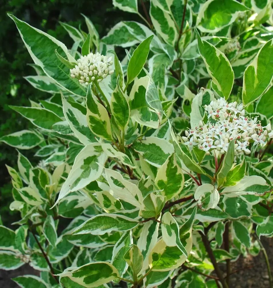 Дерен Argenteomarginata. Дерен белый Аргентеомаргината. Дерен белый (Cornus Alba `sibirica`). Дерен белый элегантиссима фото и описание