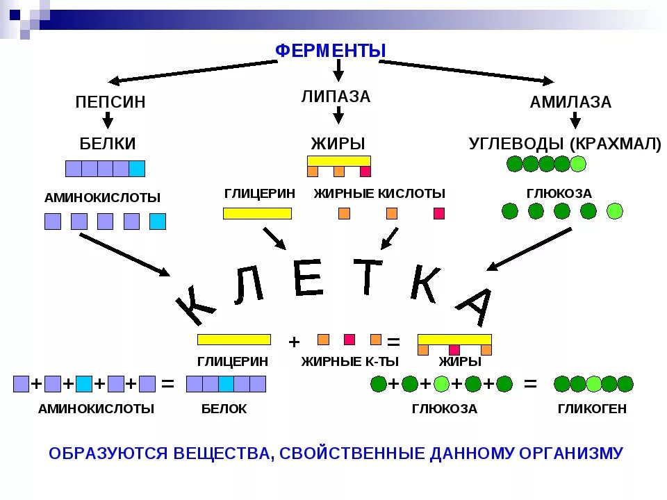 Липаза фермент как выглядит. Пепсин липаза амилаза. Ферментативный процесс липаза. Ферменты амилаза липаза протеаза.