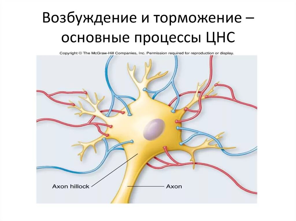 Процесс возбуждения нервных клеток. Основные нервные процессы возбуждение и торможение. Процесс возбуждения в нервной системе. Основные процессы нервной системы возбуждение и торможение. Процесс возбуждения и торможения в нервной системе схема.