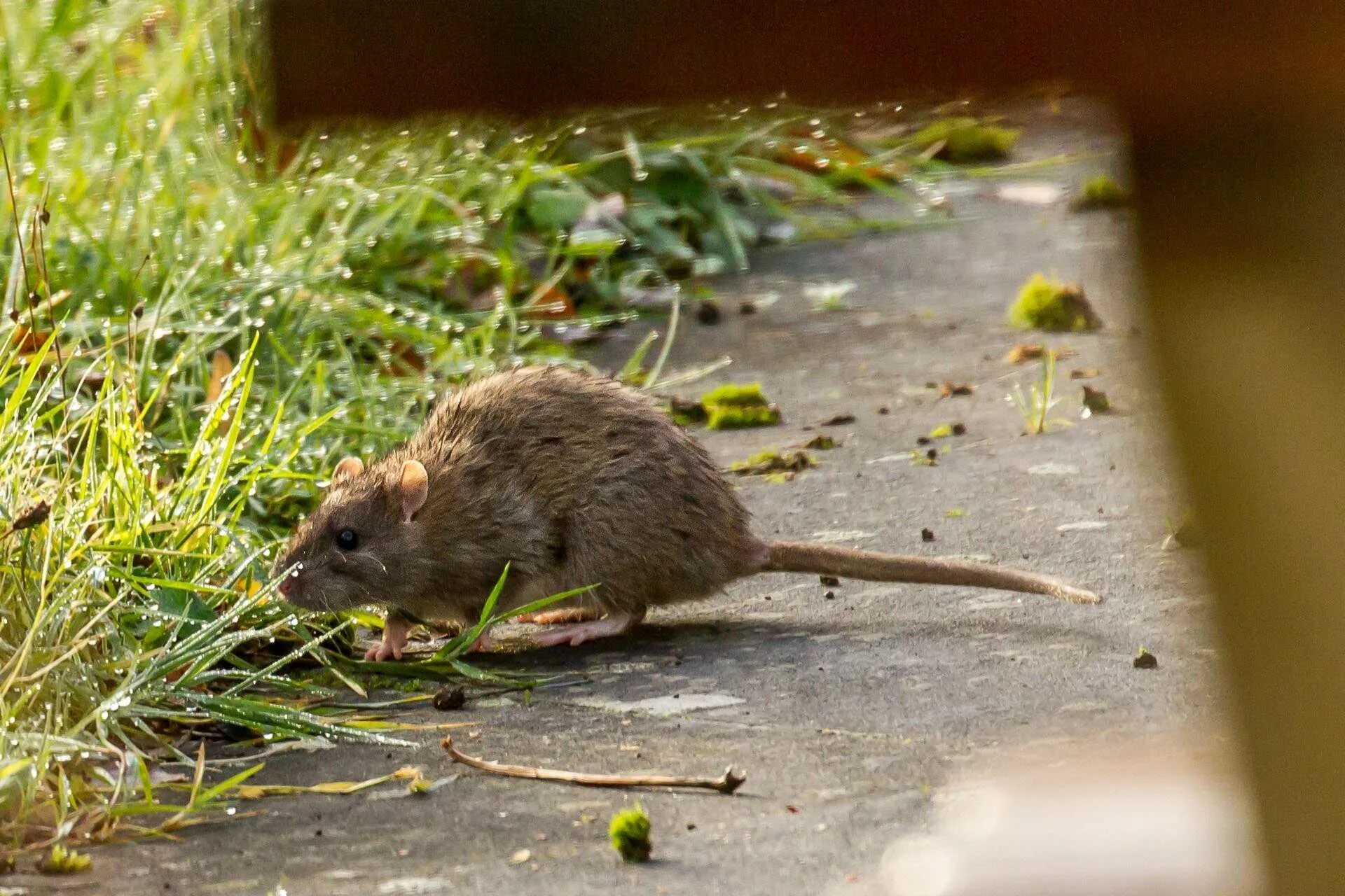 Крыса бегает большая. Туркестанская крыса (rattus pyctoris). пальмовая крыса. серая крыса.
