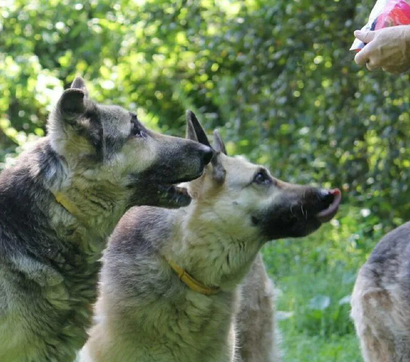 овчаркоманда спб