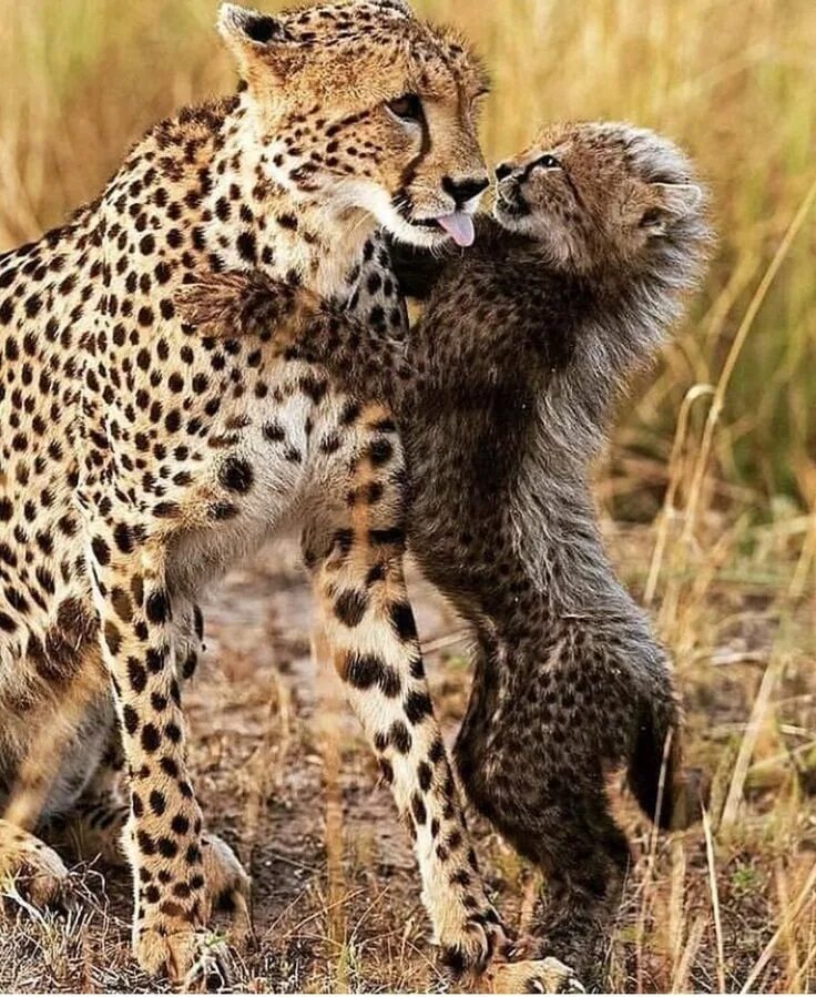 Дикий гепард. Амазонский ягуар. Крупные животные. Животные. Семейство кошачьих леопард.