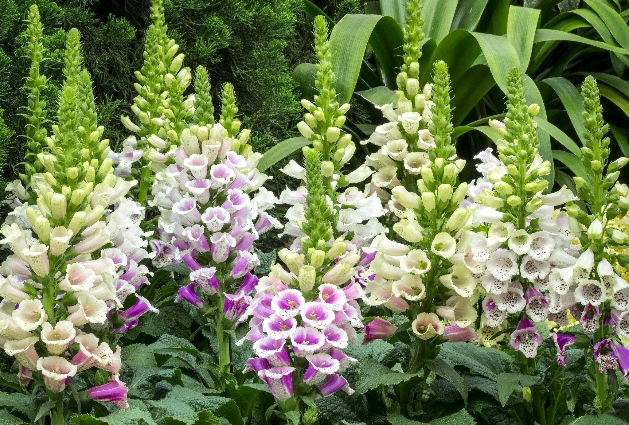 Наперстянка (digitalis). Остиосперда цветок фото. Остеоспермум цветок. Остеоспермум sunny felix. Анютины глазки лесная фиалка.