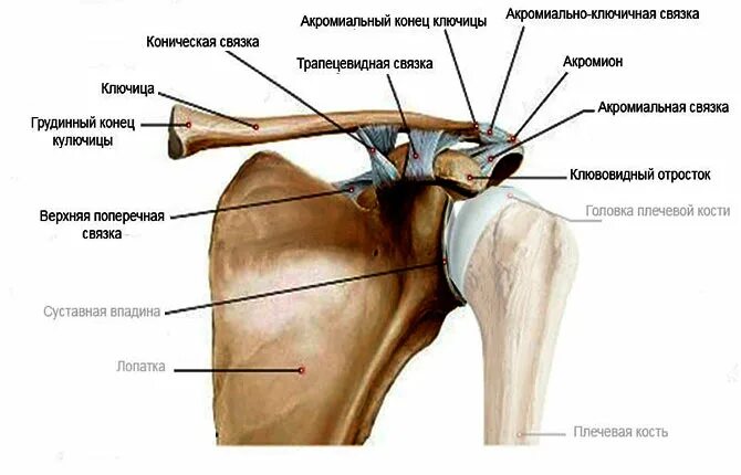 признаки акромиально ключичного артроза.