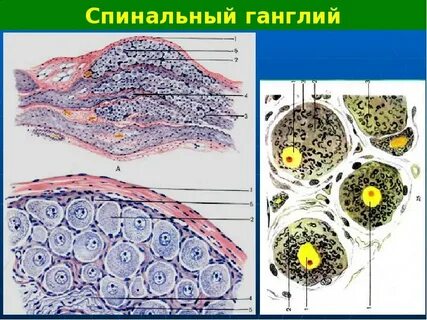 Нейроны спинномозговых ганглиев