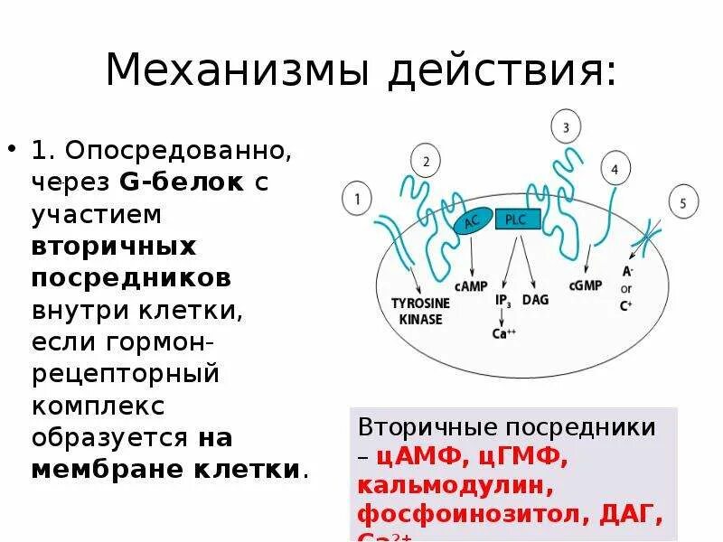 G белок вторичные посредники. Вторичный посредник гормонов внутри клетки. Механизм действия через вторичные посредники. Легендарные действия