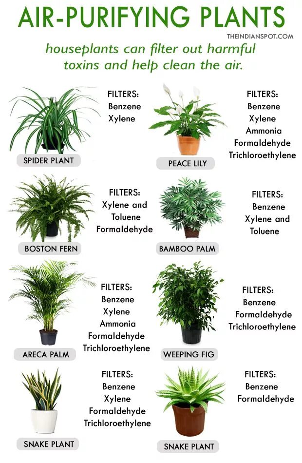 Best Air Purifying House Plants for Your Home and Office Air purifying house pla