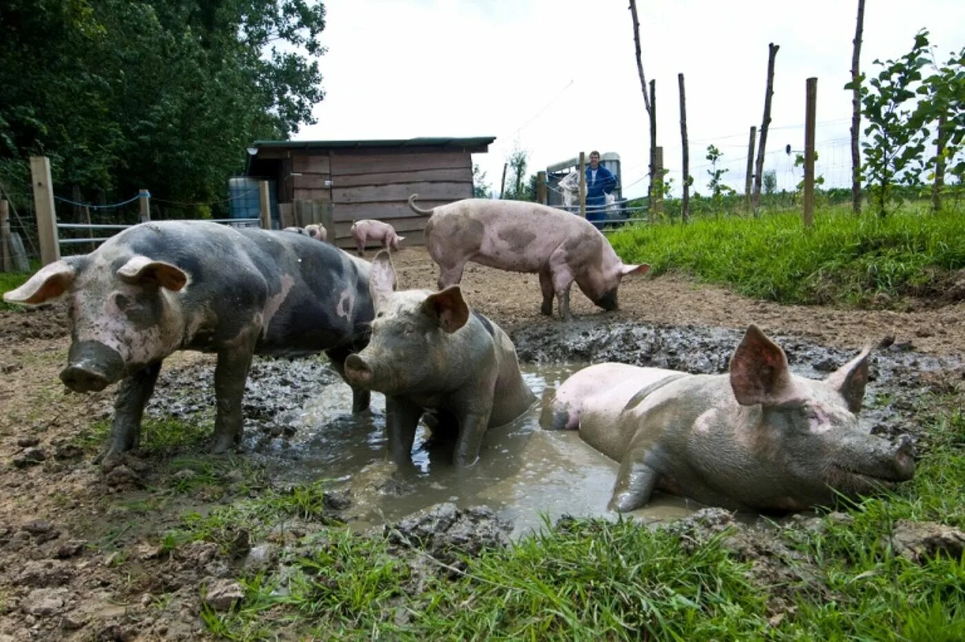 Свиньи в селе