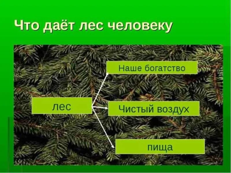 Лес презентация 4 класс плешаков. Что дает лес человеку. Что дает лес человеку 3 класс. Богатства отданные людям лес. Богатства леса отданные людям.