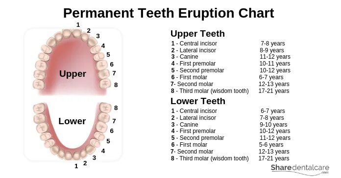 Permanently перевод. Permanent Teeth. Eruption of permanent Teeth. Названия зубов на латыни molar.