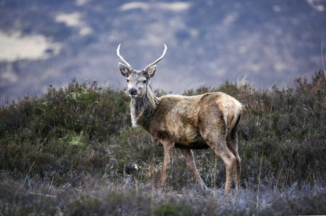 Scotland animal. Фауна Шотландии. Шотландский олень. Животные высокогорья. Высокогорье Шотландия олень.