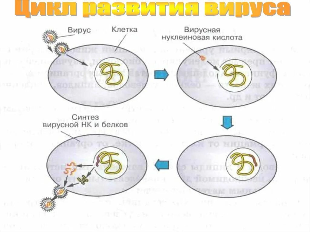 Жизненный цикл вируса схема. Жизненный цикл вируса биология. Цикл развития вируса рисунок. Стадии жизненного цикла вируса.