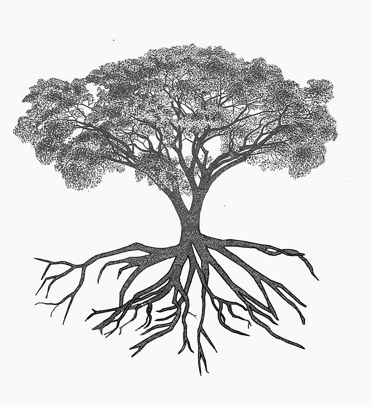 Липа дерево корни. Корневая система ясеня. Корни дуба. Дерево рисунок. Дерево дуб с корнями.