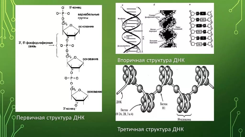 Первичная вторичная и третичная структура ДНК биохимия. Первичная структура молекулы ДНК. Первичная и вторичная структура ДНК. Структуры ДНК первичная вторичная и третичная четвертичная связи. Днк в соединении с белком