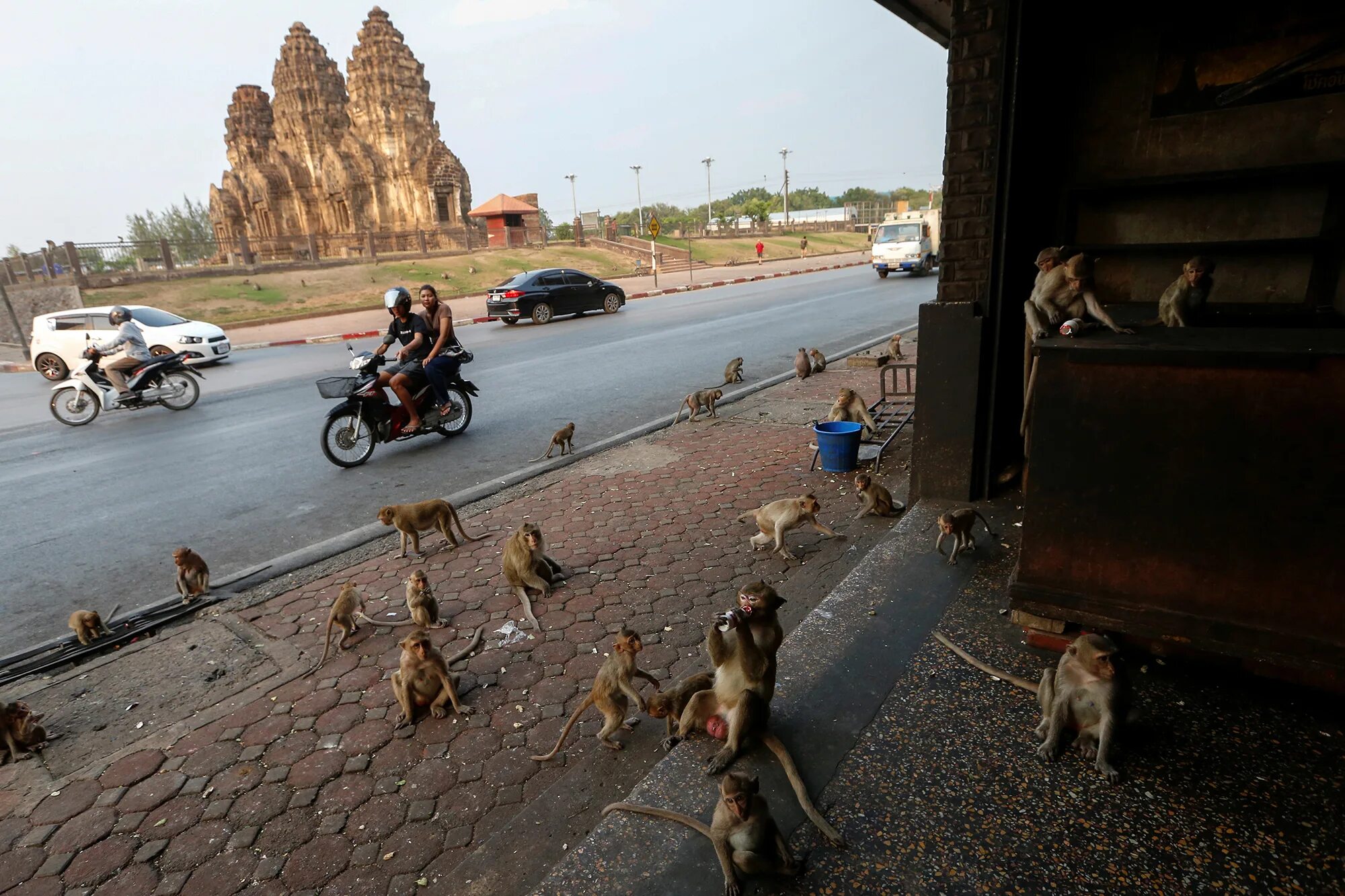 Нашествие обезьян в таиланде. Город обезьян Лопбури Таиланд. Обезьяны на улицах Тайланда. Обезьяны в Индии на улицах в городе. Обезьянки в Тайланде на улице.