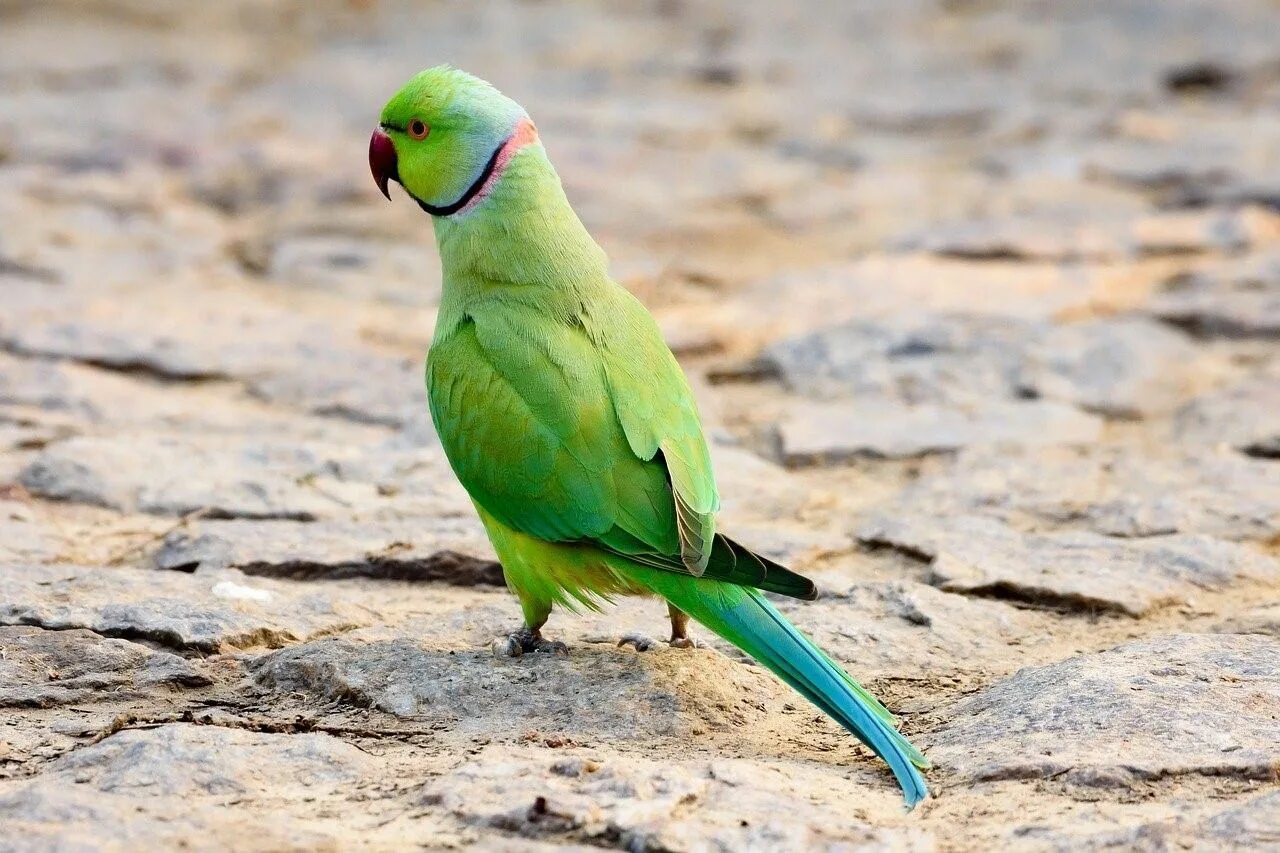 I ve parrot. Ожереловый попугай желтый. Ожереловый попугай зеленый. Ожереловый попугай бирюзовый. Ожереловый попугай голубой.