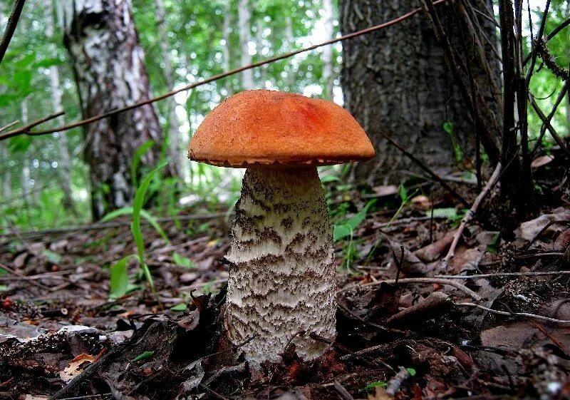 Подосиновик домик. Грибы под осиной. Подберёзовик обыкновенный. Красноголовик гриб. Гриб под осины.