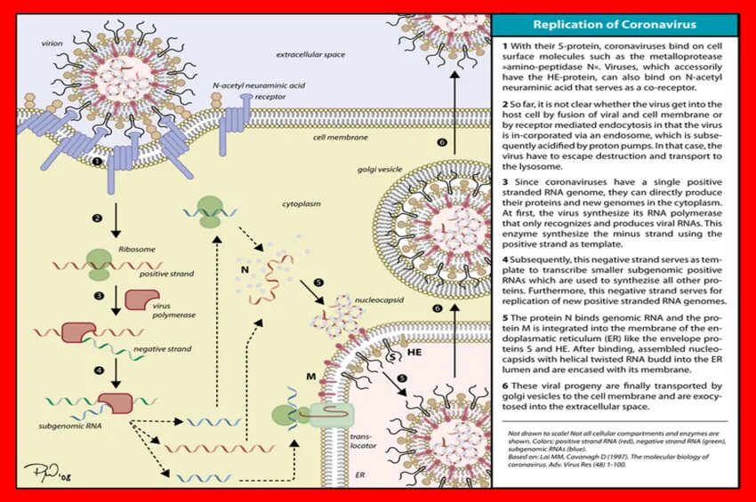 Схема строения коронавируса. Коронавирус строение. Строение вируса коронавируса. Жизненный цикл коронавируса. Коронавирус ру