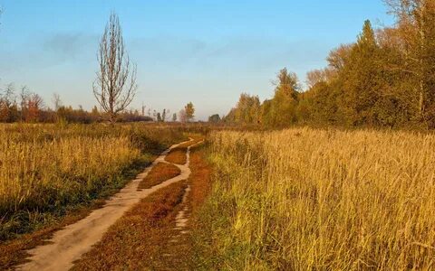 Осенняя дорога в поле