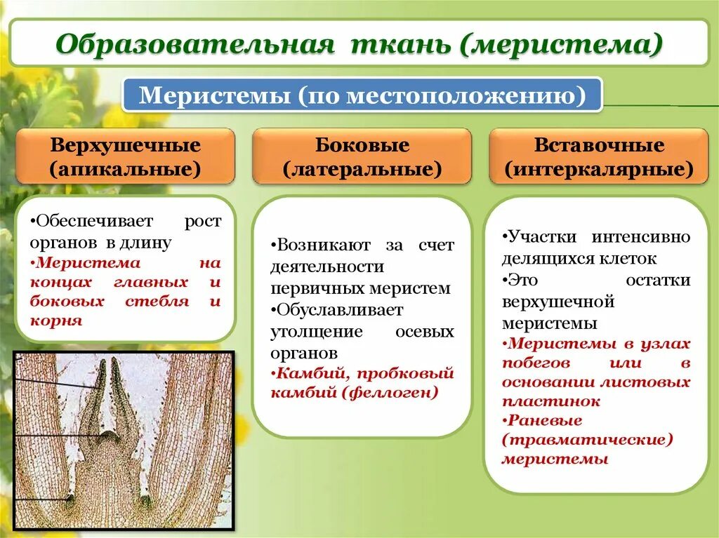 Меристема ткань растений строение. Строение образовательной ткани растений. Образовательная ткань растения особенность и функции. Функции и структура образовательной ткани. Меристема рост в длину