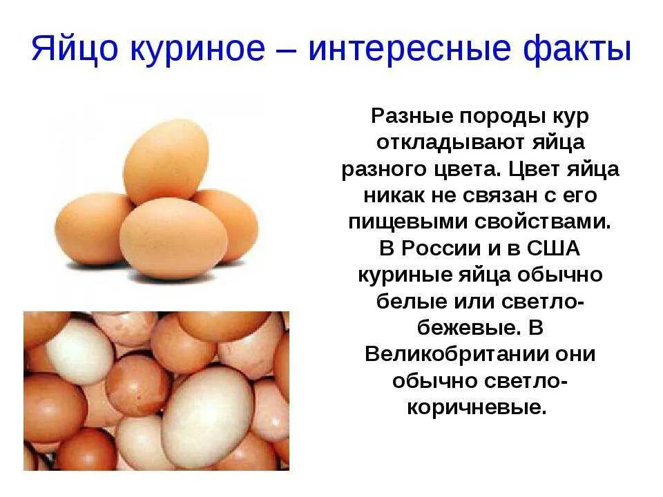 Яйцо яйца яиц история почему. Факты о яйцах. Интересные факты о яйцах. Информация о куриных яйцах. Сообщение про яйцо.