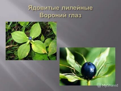 Ядовитые растения семейство