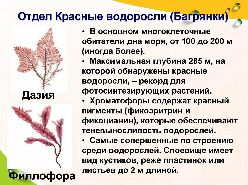 Обитание красных водорослей. Красные водоросли Дазия. Отдел красные водоросли багрянки. Красные водоросли багрянки строение. Отдел красные водоросли багрянки представители.