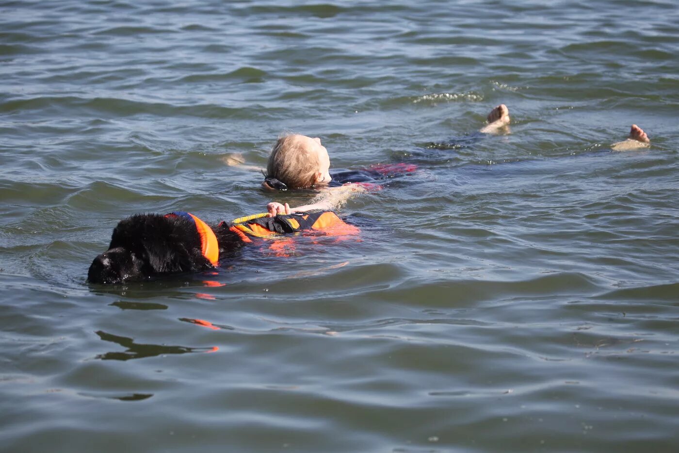 Спасутся люди видео. Водолаз ньюфаундленд спасатель. Собака спасатель ньюфаундленд. Ньюфаундленд собака спасает людей. Собака спасатель на воде ньюфаундленд.