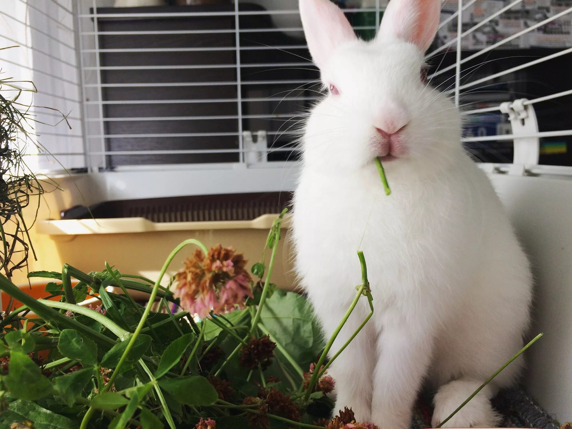 Кролик живой уголок. Кролик Герлион. Кролик домашний декоративный. Белый декоративный кролик. Домашние кролики декоративные.