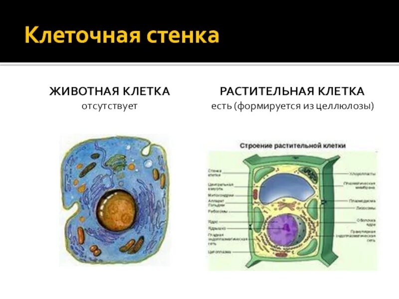 Стенка растительной клетки состоит из. Плотная клеточная стенка животной клетки. Растительная клетка. Клетка растений и животных. Растительная и животная клетка.