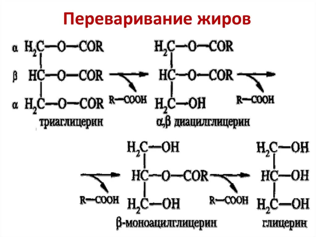 Переваривание липидов биохимия реакции. Реакции переваривания жиров биохимия. Схема переваривания жиров биохимия. Реакция гидролиза пищевых жиров в кишечнике. Гидролиз жиров ферменты