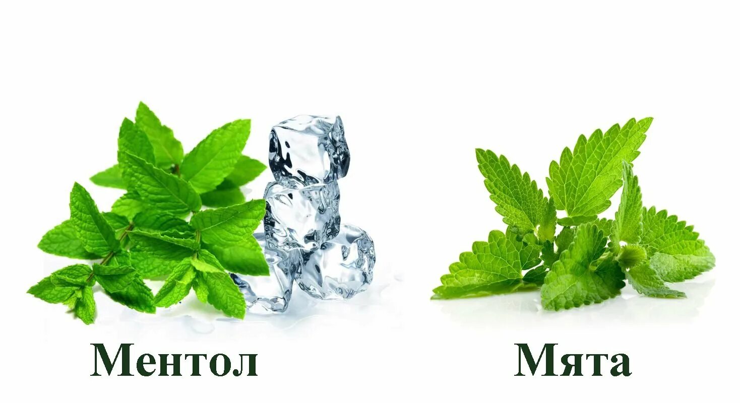 Что такое ментол