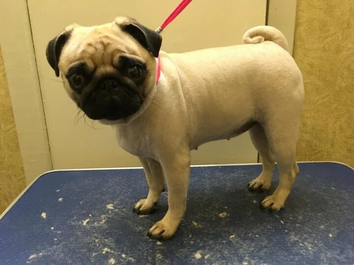 Стрижка мопса. Спящий мопс. Подстриженный мопс. Мопс мерзнет. Мопс араб.