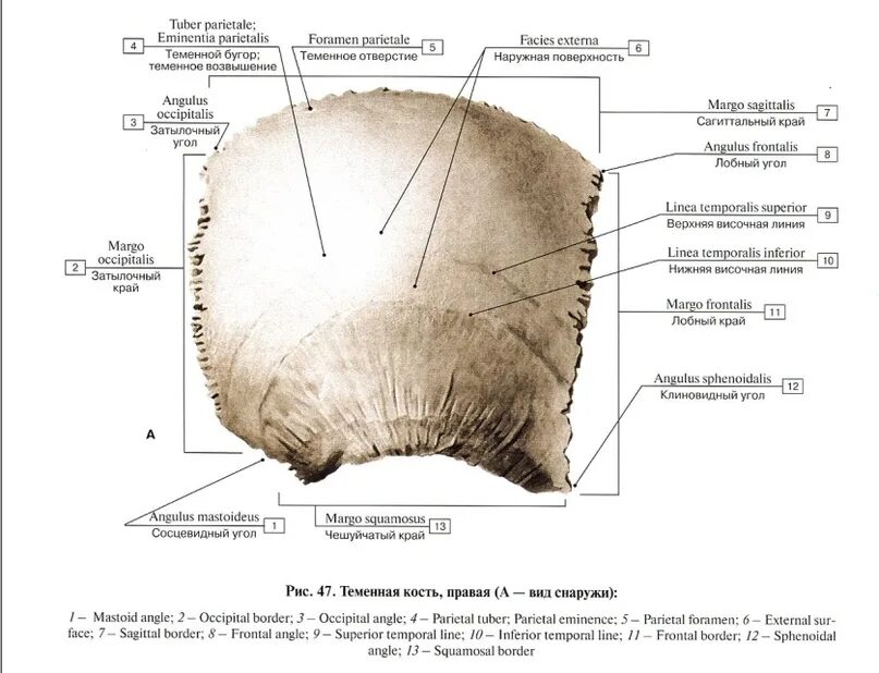 Теменная кость отдел. Лобная кость черепа анатомия. Строение затылочной теменной лобной кости. Теменная кость черепа. Отверстие теменной кости.