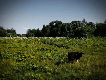 Курская область корова