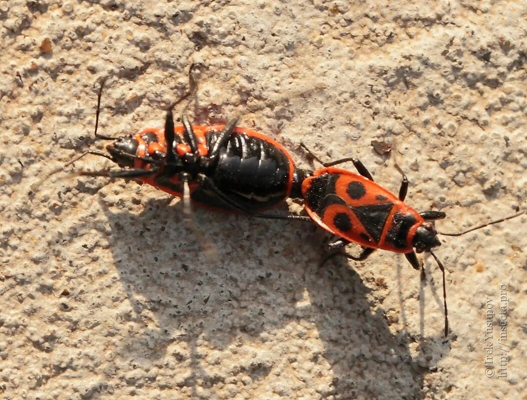 Насекомые солдатики фото. Клоп-солдатик – Pyrrhocoris apterus. Жук клоп солдатик. Клоп солдатик спаривание. Жук солдатик спаривание.