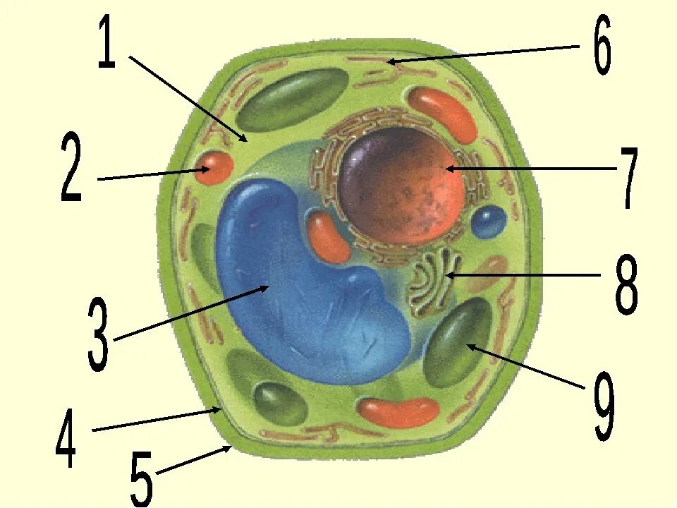 Строение растительной клетки 5 класс биология. Строение растительной клетки 5 класс биология рисунок. Клетка по биологии 5 класс растительная клетка. Растительная клетка и животная клетка 5 класс биология. Рисунок растительной клетки с обозначениями 6