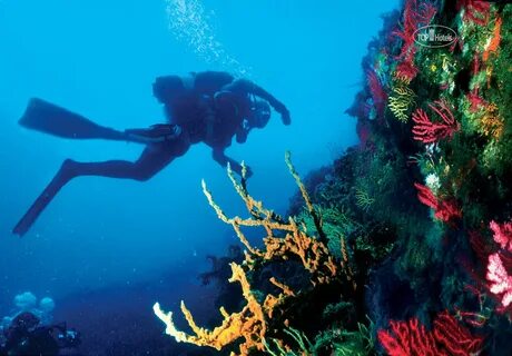 Oasis coral