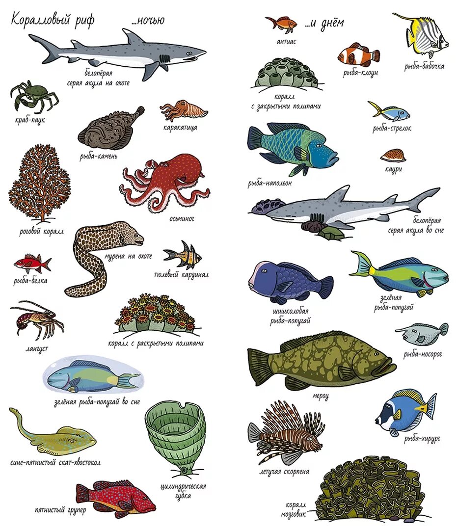 Обитатели морей названия. Морские обитатели названия. Обитатели морей и океанов с названиями. Название морских животных. Морские обитатели с названиями для детей.