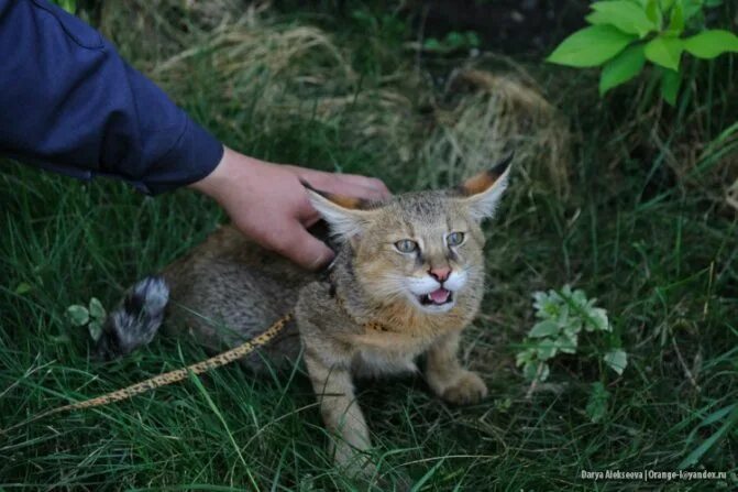 Как выглядит дикий камышовый кот by Andy Silver DSC_8067 Scottish Wild Cat beauty! Small wild cats, Wild cats, Be