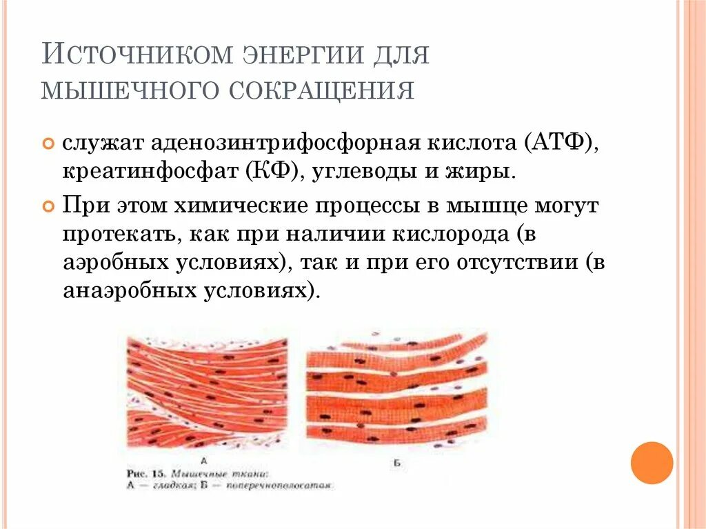 Клетки гладкой мускулатуры сокращаются. Источником энергии для сокращения мышечных волокон служит. Источники энергии для мышечного сокращения:. Источник энергии необходимый для мышечного сокращения. Источники энергии мышечного волокна.