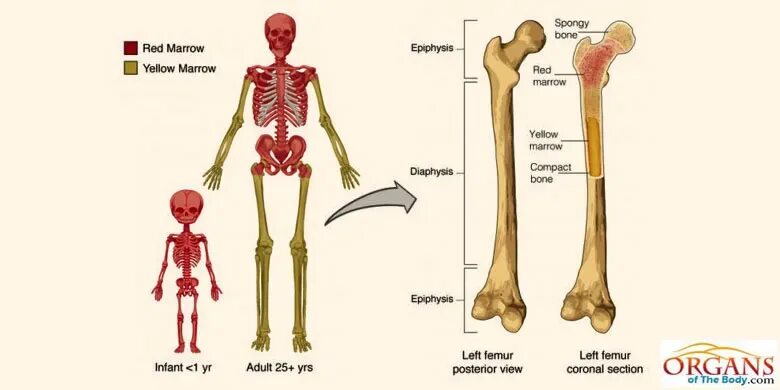 Red Bone marrow. Bone marrow location. Hematopoietic Organs. Bone meaning