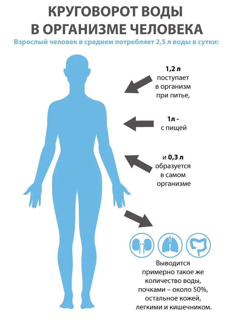 Для чего надо пить воду. Вода в организме человека. Слишком много воды в организме. Польза воды коротко. Цикл воды в организме.