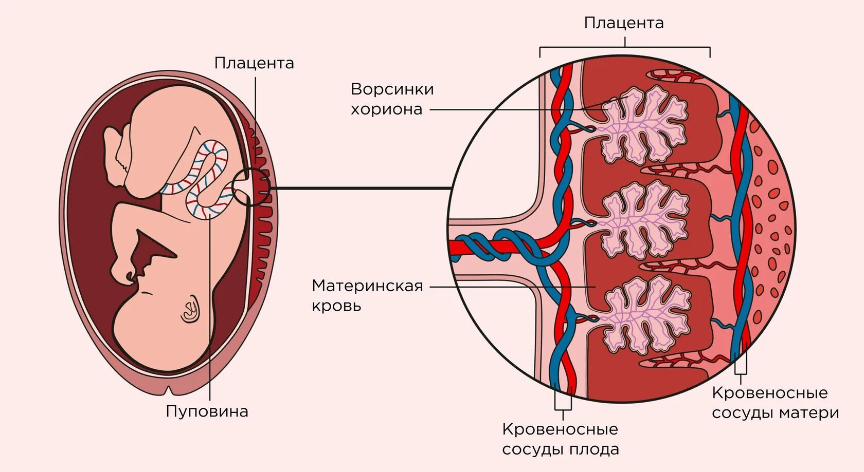 Система мать-плацента-плод. Строение зародыша и плаценты.