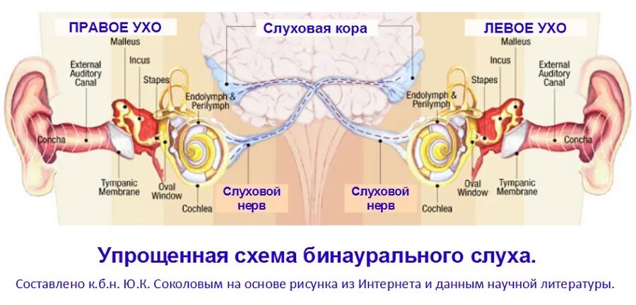 Орган воспринимающий звук